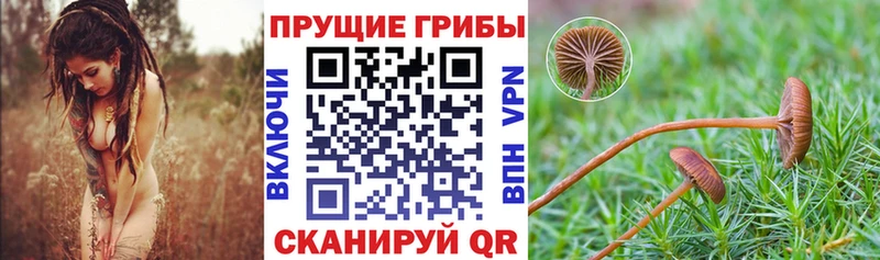 Купить  Кондрово  Псилоцибиновые грибы ЛСД 